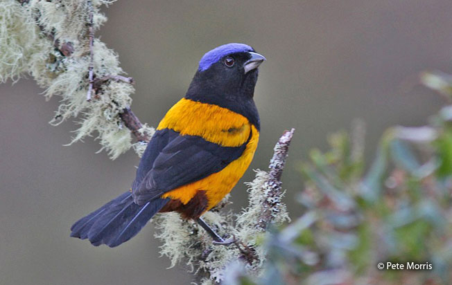 golden-backed_mountain-tanager