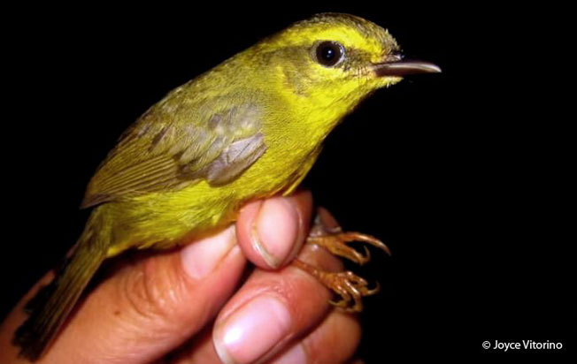 golden-bellied_warbler