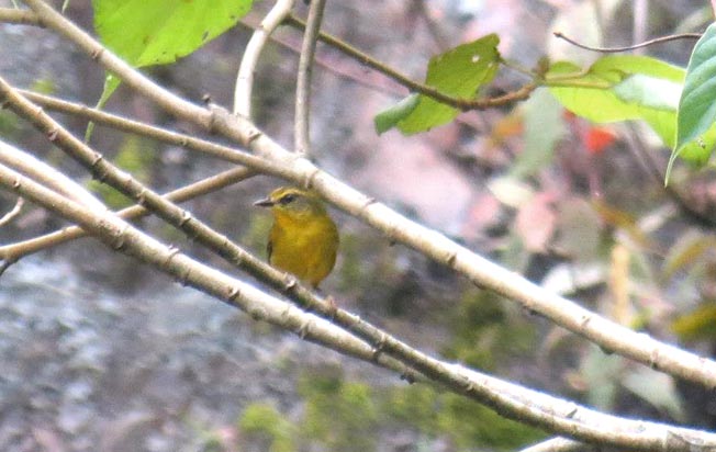 golden-bellied_warbler