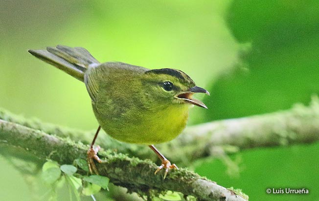 golden-bellied_warbler