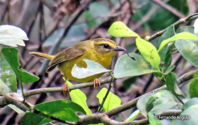 golden-bellied_warbler
