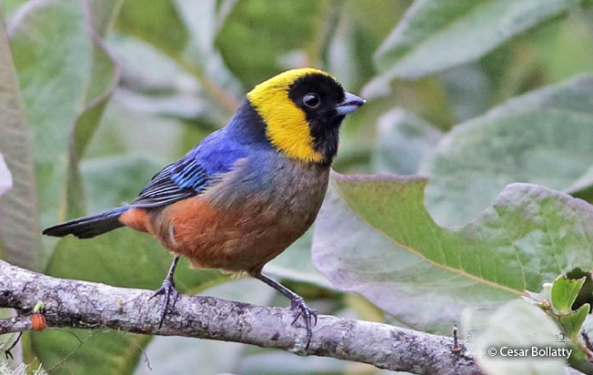 golden-collared_tanager