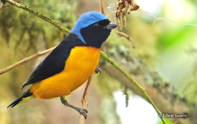 golden-rumped_euphonia