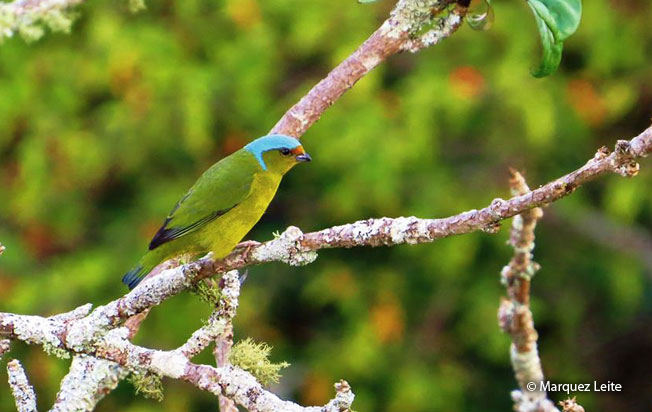 golden-rumped_euphonia