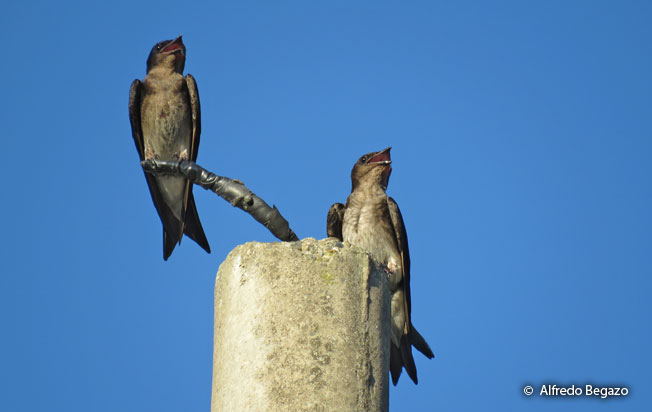 gray-breasted_martin