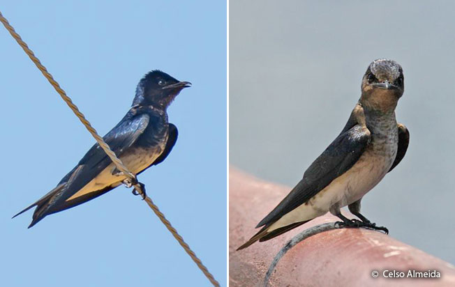 gray-breasted_martin