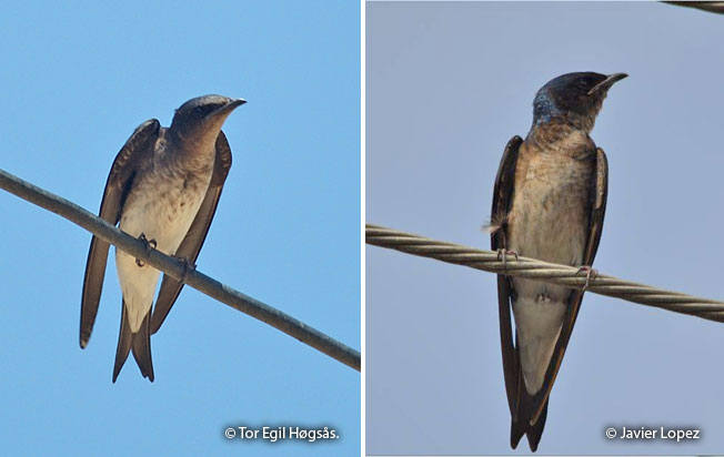 gray-breasted_martin