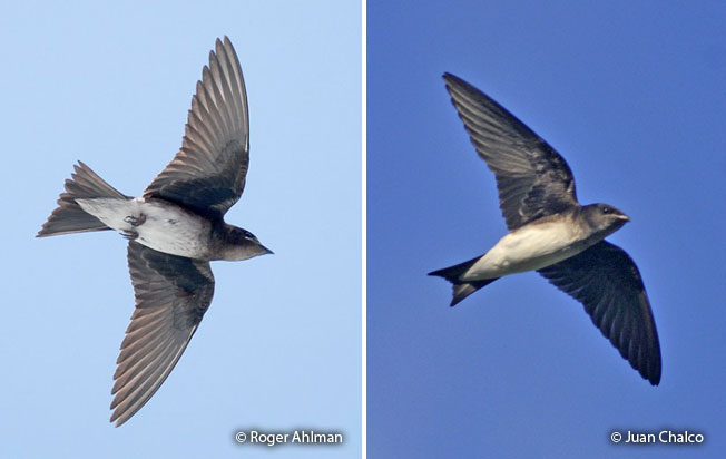 gray-breasted_martin