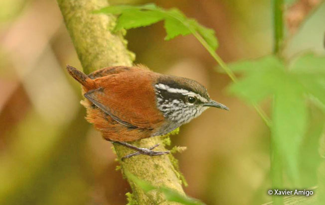 gray-breasted_wood-wren