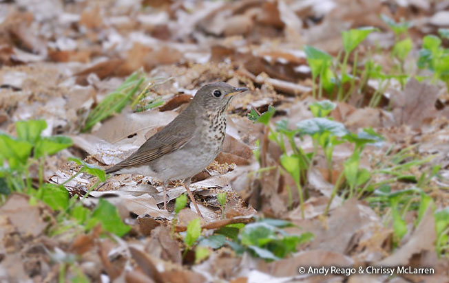 gray-cheeked_thrush