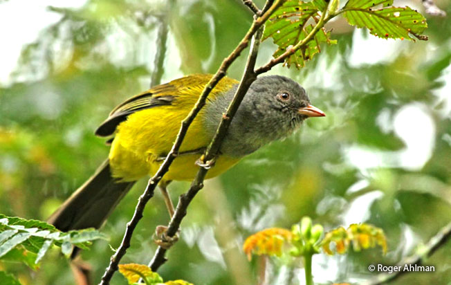 gray-hooded_bush-tanager