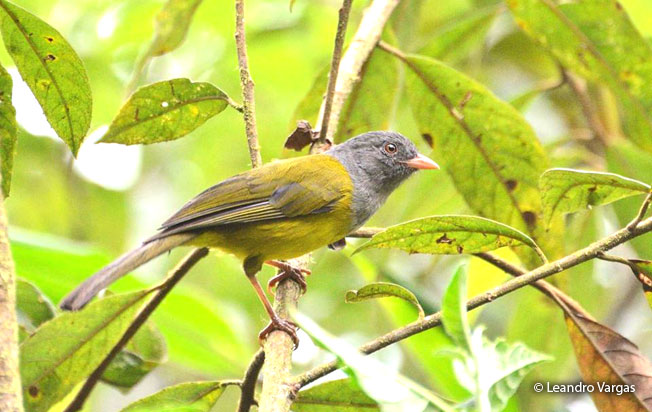 gray-hooded_bush-tanager