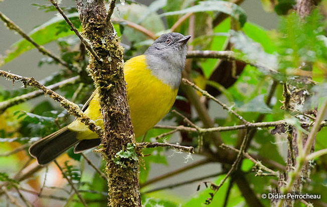 gray-hooded_bush-tanager