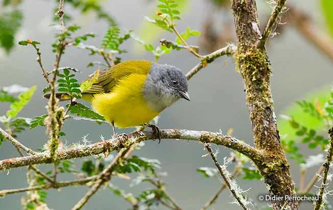 gray-hooded_bush-tanager