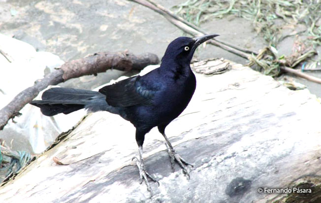 great-tailed_grackle