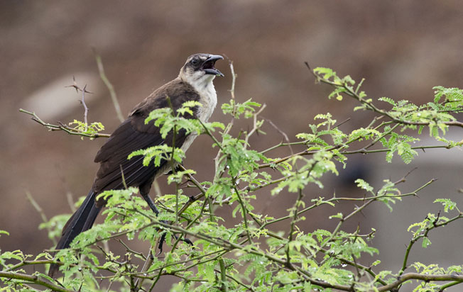 great-tailed_grackle