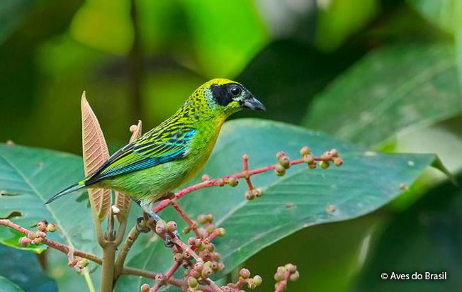green-and-gold_tanager