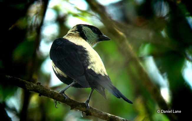 green-throated_tanager