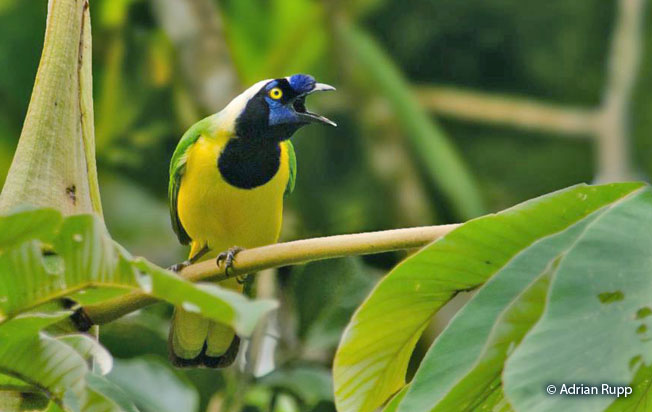 Green Jay (Cyanocorax yncas) - Peru Aves