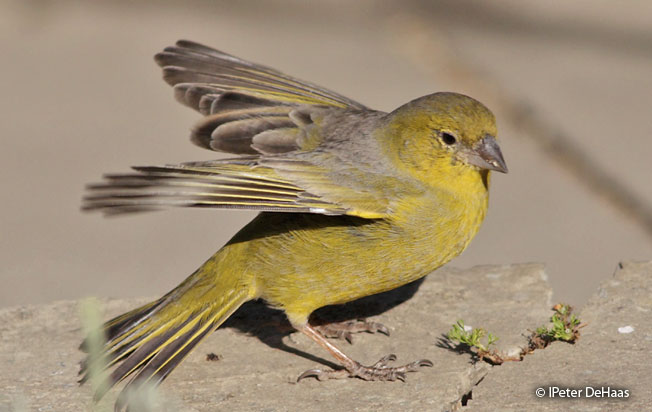 greenish_yellow finch