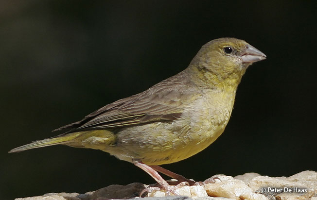 greenish_yellow finch