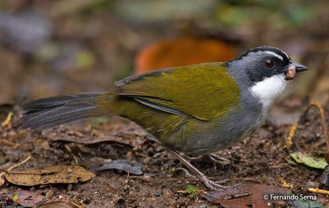 grray-browed_brush-finch