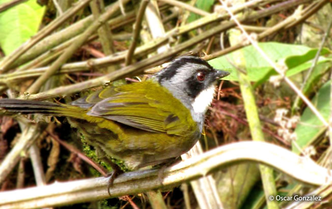 grray-browed_brush-finch