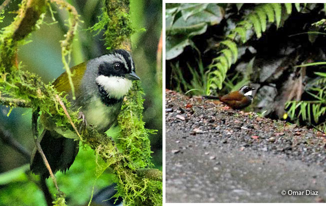 grray-browed_brush-finch
