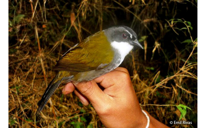 grray-browed_brush-finch