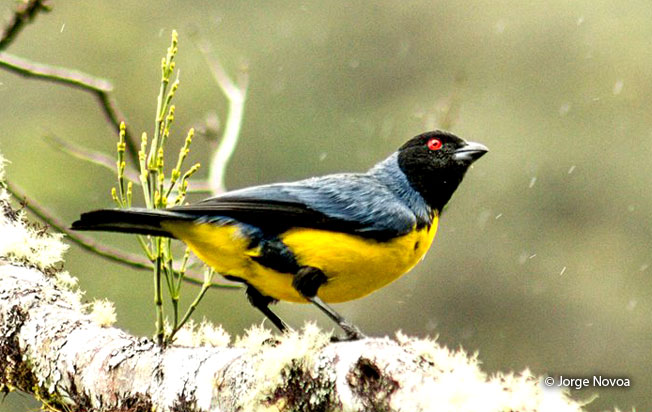hooded_mountain-Tanager