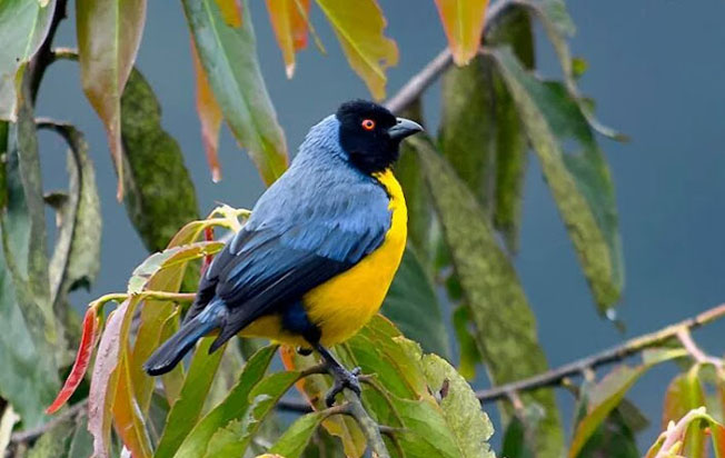 hooded_mountain-Tanager