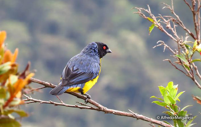 hooded_mountain-Tanager