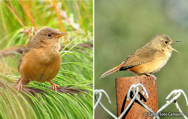 house_wren