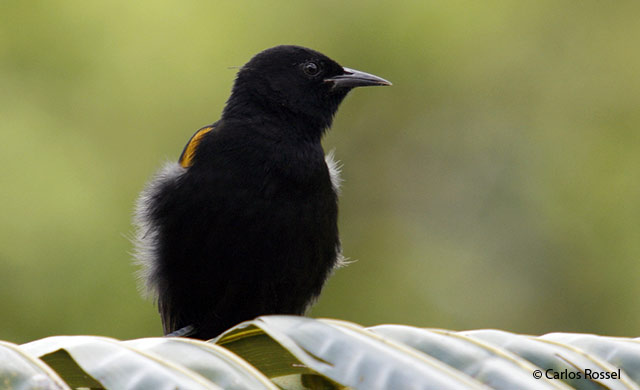 epaulet oriole