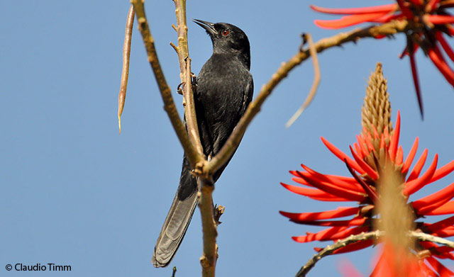 epaulet oriole