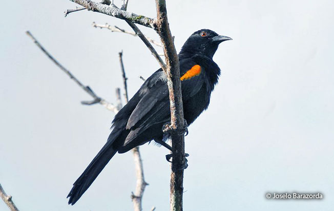 epaulet oriole