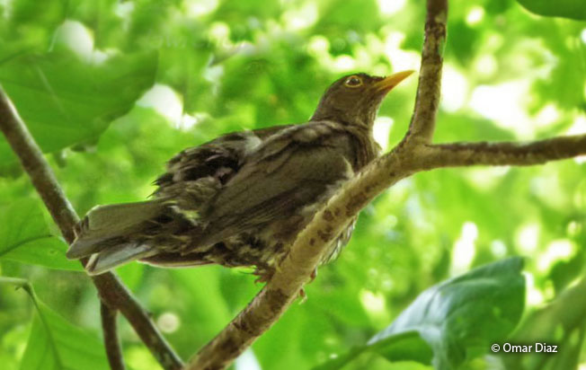 lawrence’s_thrush