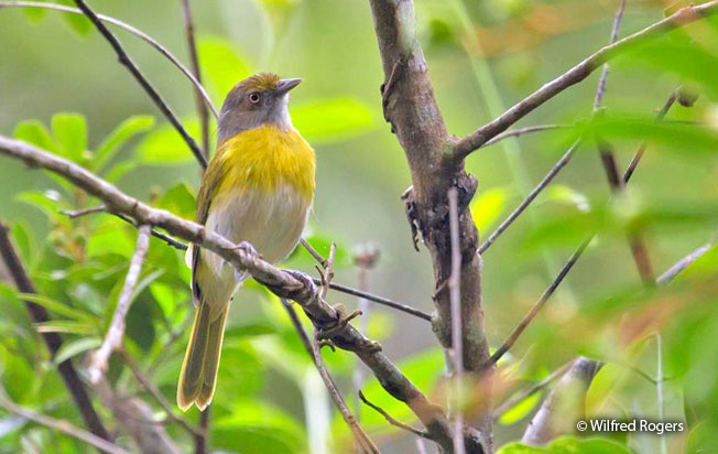 lemon-chested_greenlet