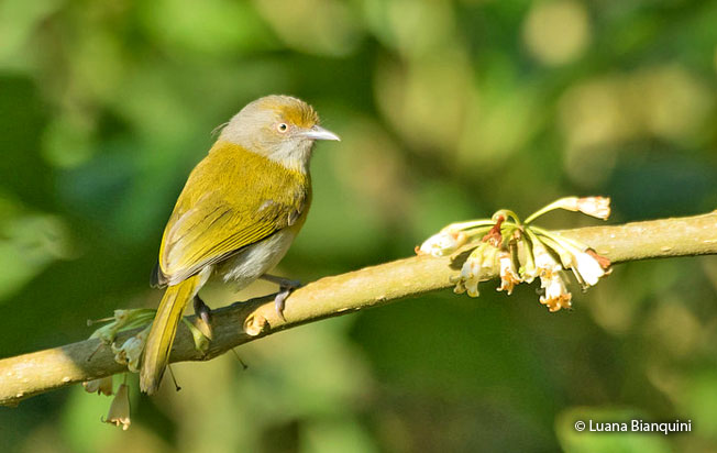 lemon-chested_greenlet