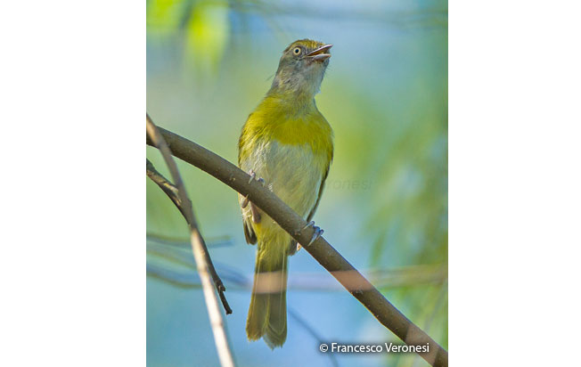 lemon-chested_greenlet