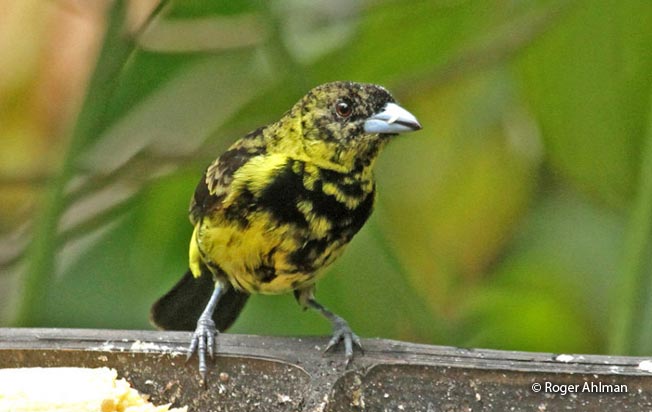 lemon-rumped_tanager