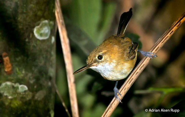 long-billed-gnatwren