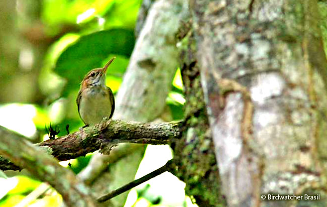 long-billed-gnatwren