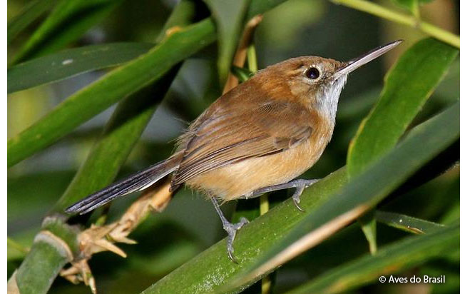 long-billed-gnatwren