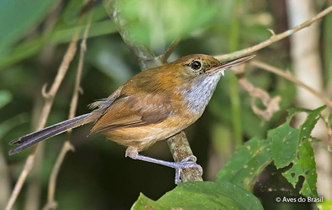 long-billed-gnatwren