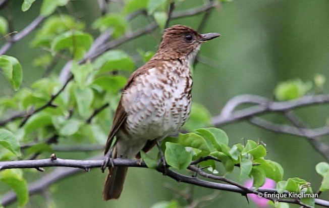 marañón_thrush
