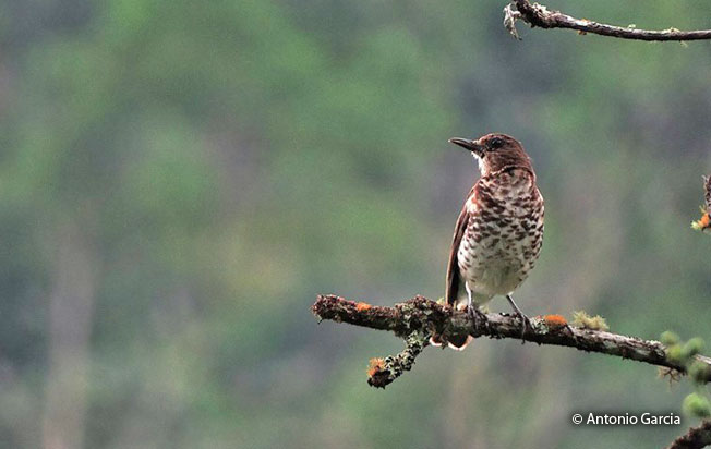 marañón_thrush