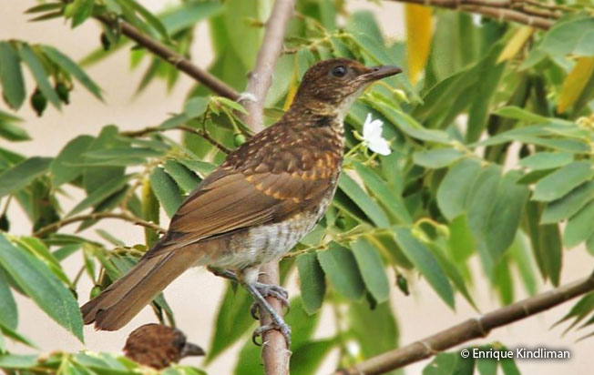 marañón_thrush