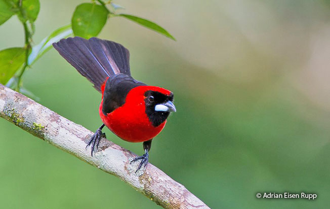 masked-crimson_tanager