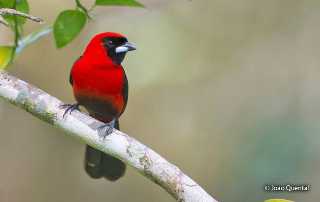 masked-crimson_tanager